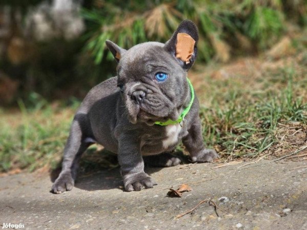 Francia bulldog