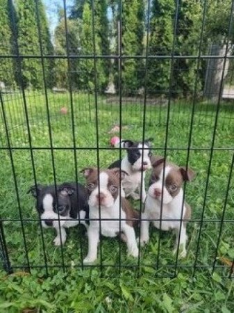 boston terrier