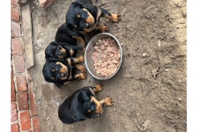 Rottweiler kis kutyák