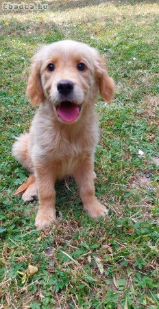 eladó golden retriever