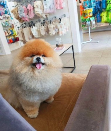 Pomerániai