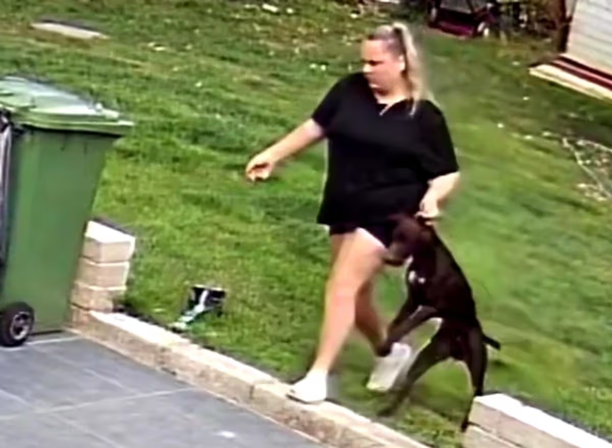 Kutyaszitter és partnere két kutyát bántalmaztak, miközben a gazdáik nyaralni voltak