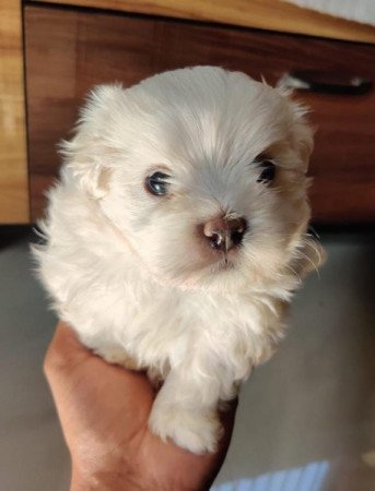 Máltai Fajtatiszta