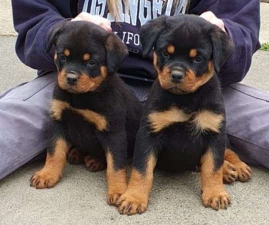 Rottweiler kis kutyák