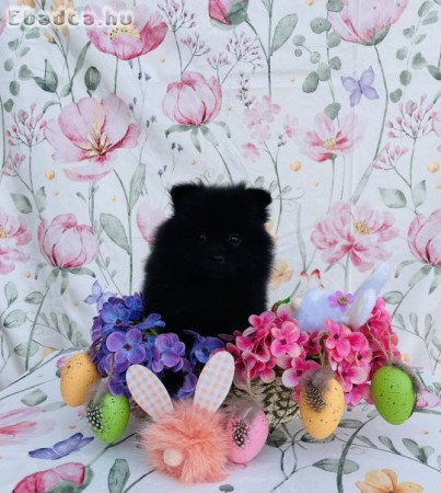 Törzskönyves spitz spicc kutya törpespitz méret