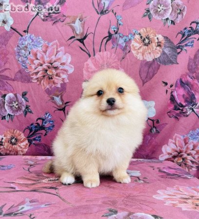 Törzskönyves spitz spicc kutya törpespitz méret