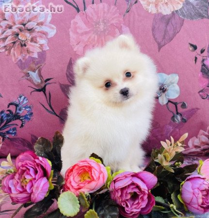 Törzskönyves spitz spicc kutya törpespitz méret