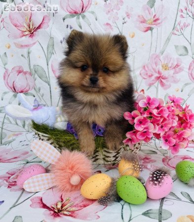 Törzskönyves spitz spicc kutya törpespitz méret