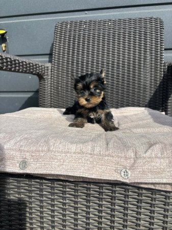 Yorkshire terrier