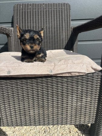 Yorkshire terrier