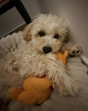 Maltipoo