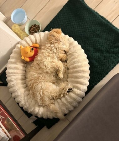 Maltipoo