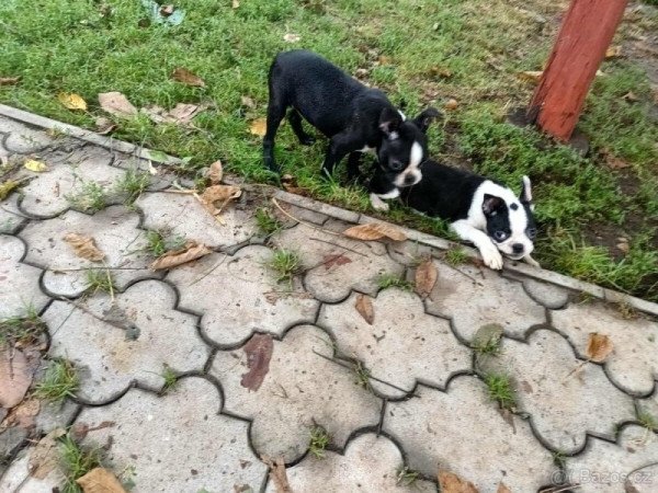 boston terrier