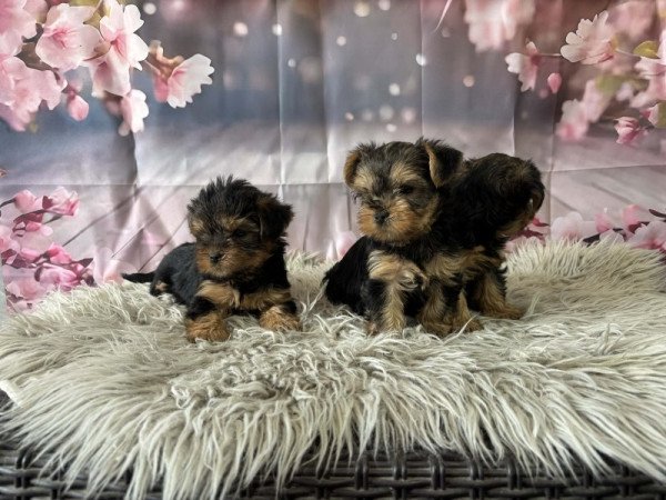 Yorkshire terrier