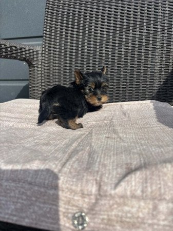 Yorkshire terrier