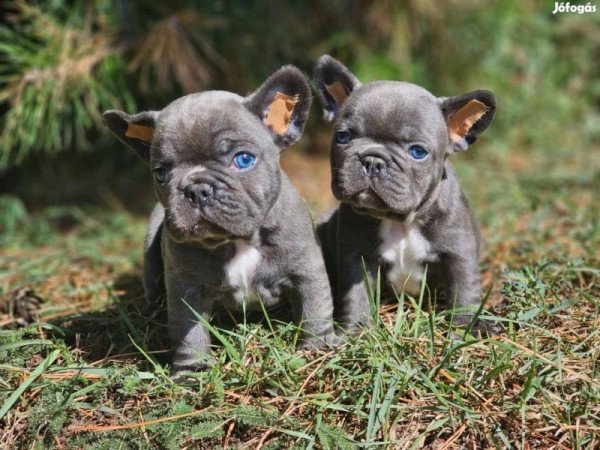 Francia bulldog