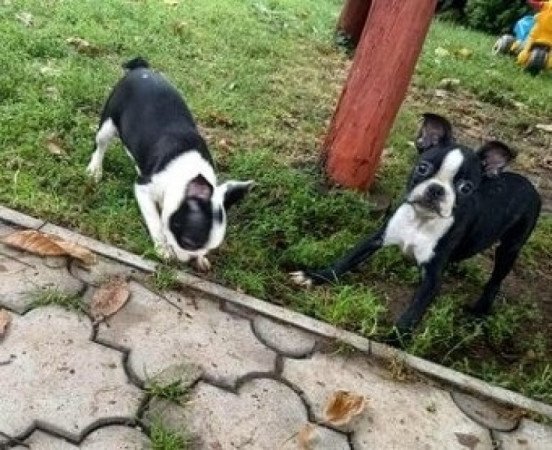 boston terrier