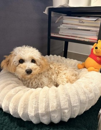 Maltipoo
