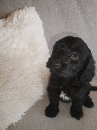 Maltipoo kölykök eladók