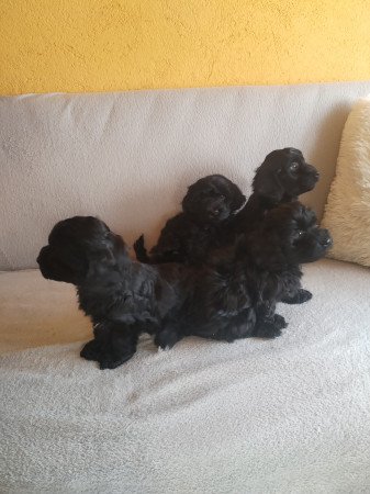 Maltipoo kölykök eladók