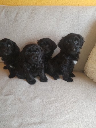 Maltipoo kölykök eladók