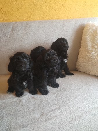 Maltipoo kölykök eladók