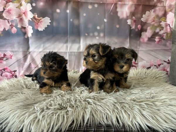 Yorkshire terrier