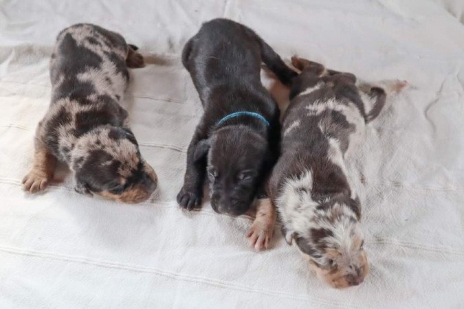 Catahoula Leopárdkutya