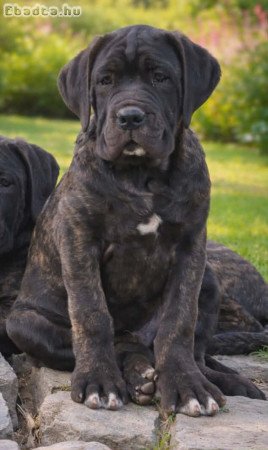 Cane Corso kölyök