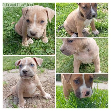 Eladó amstaff kölykök