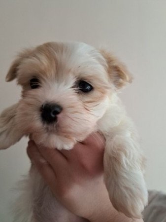 Bichon havanese