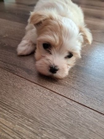 Bichon havanese