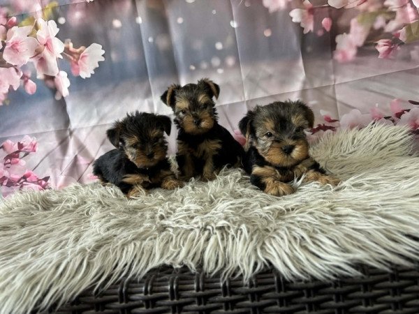 Yorkshire terrier