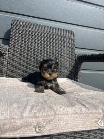 Yorkshire terrier