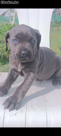 Cane corso kiskutyák  eladók