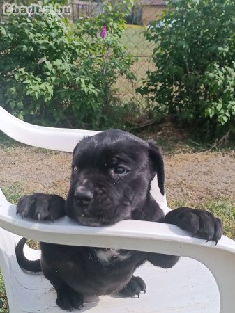 Cane corso kiskutyák  eladók