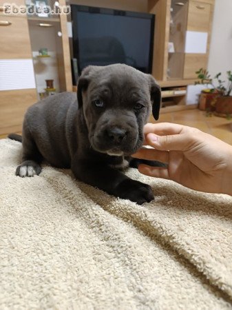 Cane corso kiskutyák  eladók