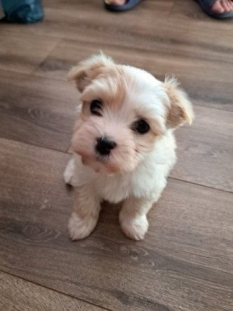 Bichon havanese