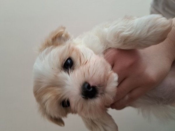 Bichon havanese