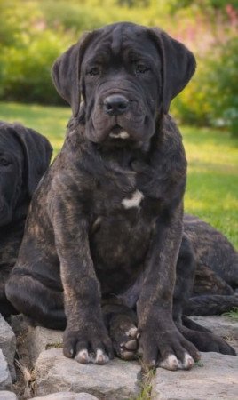 Cane Corso