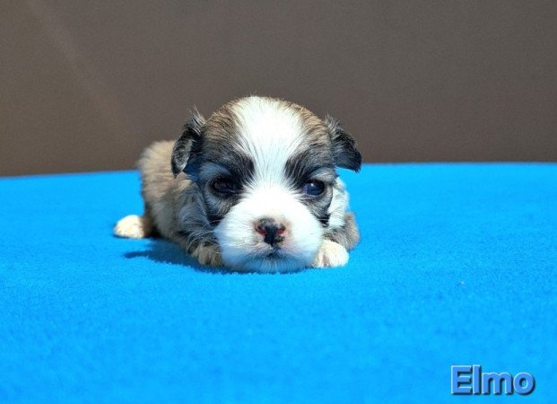 Bichon havanese