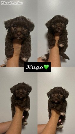 Bichon Havanese csoki szinben