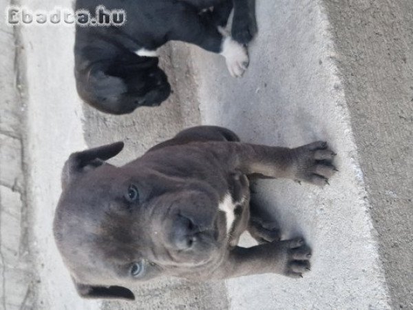 7 hetes Amstaff  kislányok