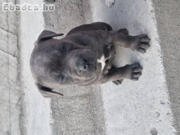 7 hetes Amstaff  kislányok
