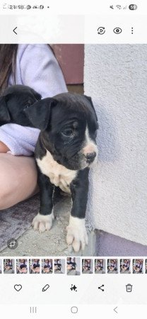 7 hetes Amstaff  kislányok