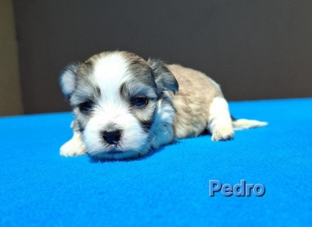 Bichon havanese