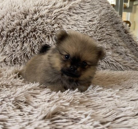Pomerániai Törpe Spitz