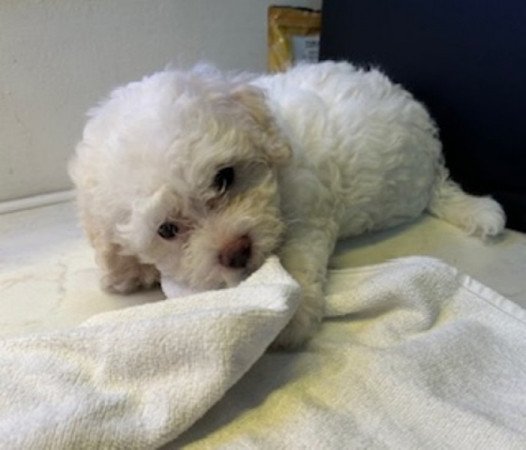 Bichon Havanese