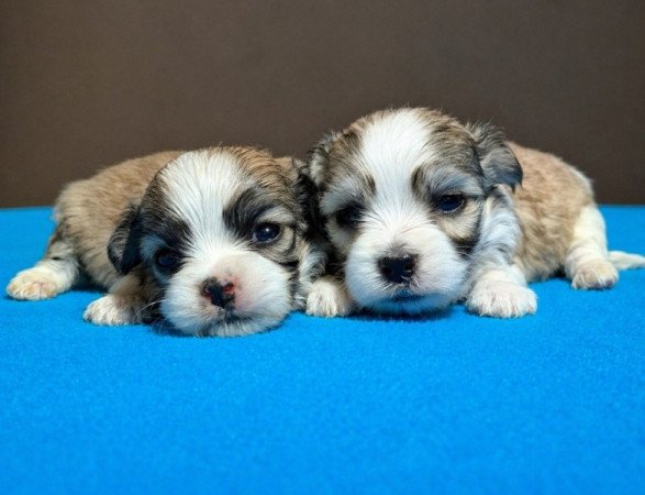 Bichon havanese