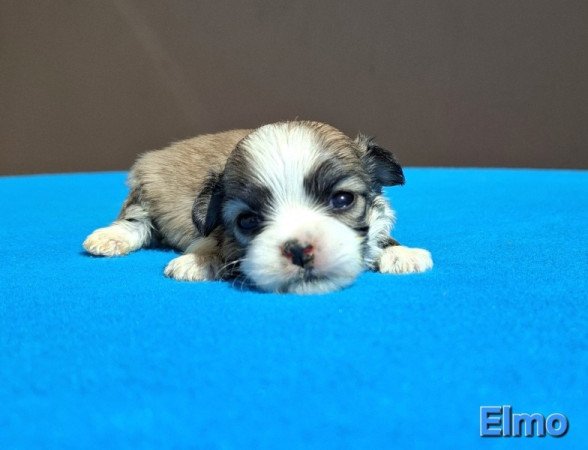 Bichon havanese